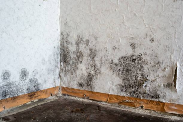 Best Mold Remediation  in Monroe, UT